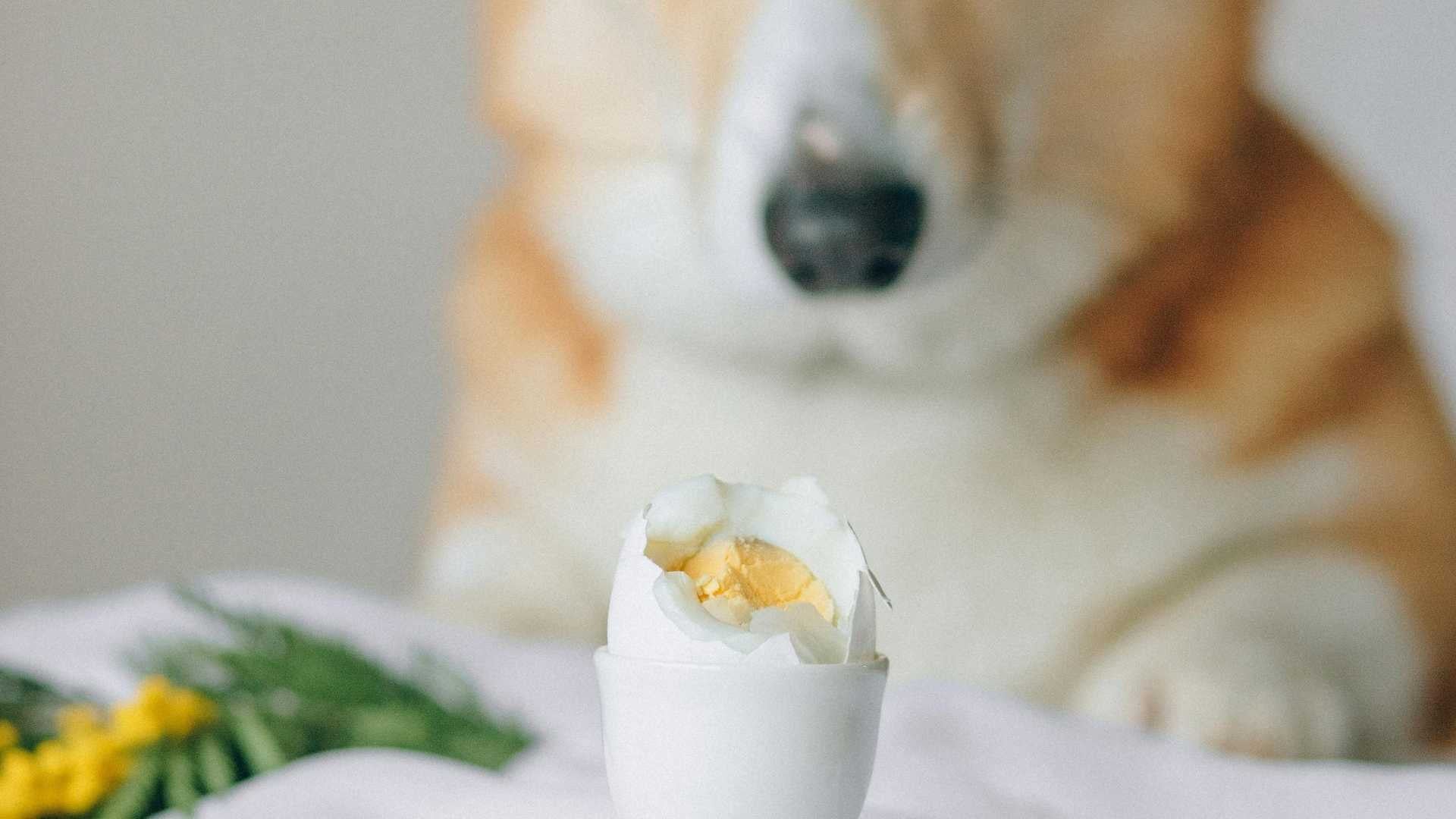¿Pueden los perros comer huevo?
