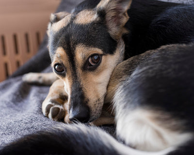 Ansiedad en Perros: Síntomas y Causas