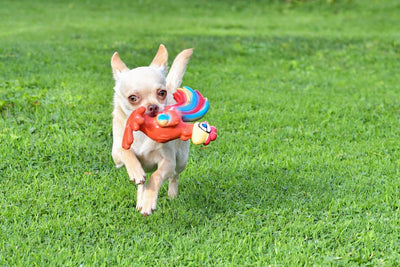 La importancia del ejercicio para tu perro: Rutinas y juegos recomendados