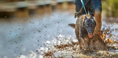 La importancia del ejercicio para tu perro