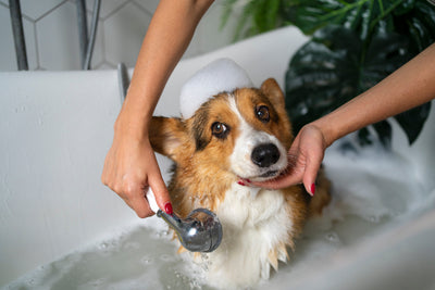 ¿Cada cuánto se baña un perro? Consejos y guía de cuidados