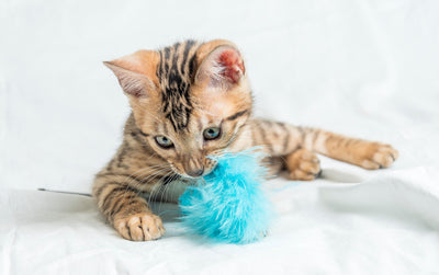 Los mejores juguetes para mantener a tu gato activo y feliz