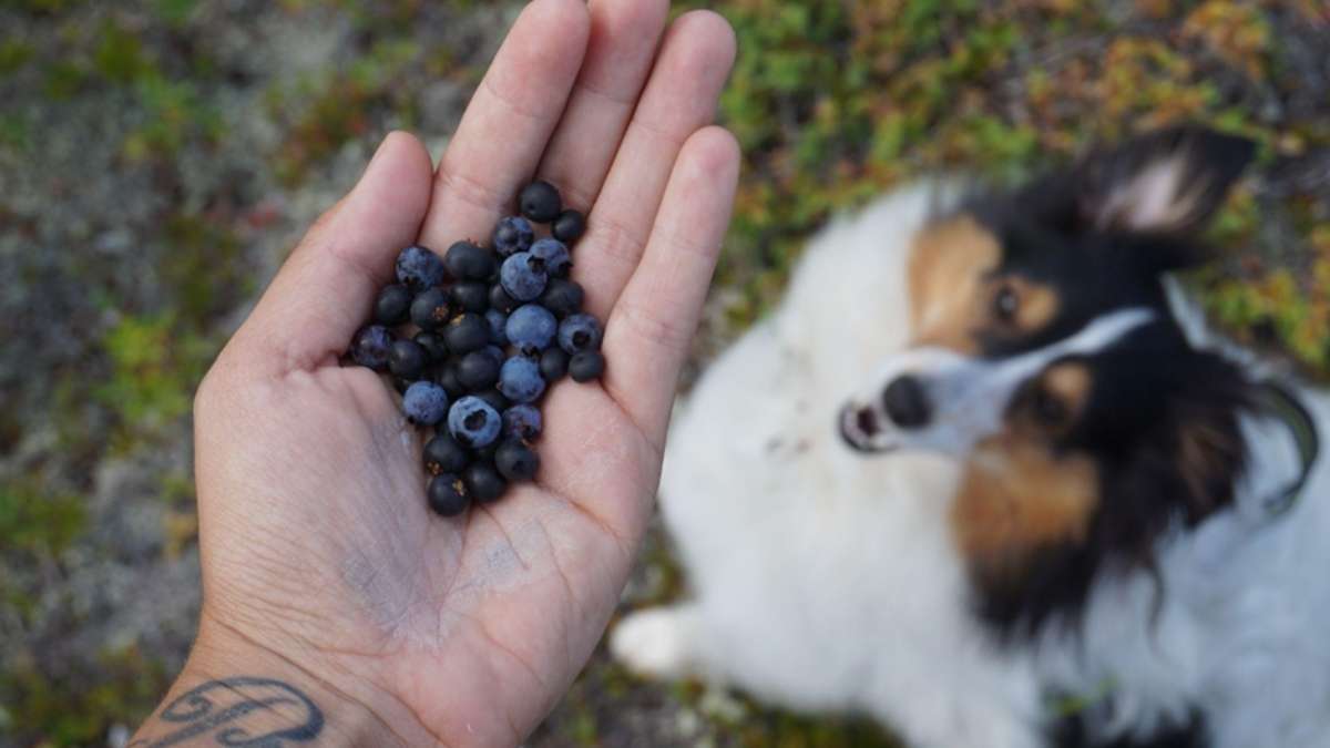 ¿Pueden los perros comer bayas?