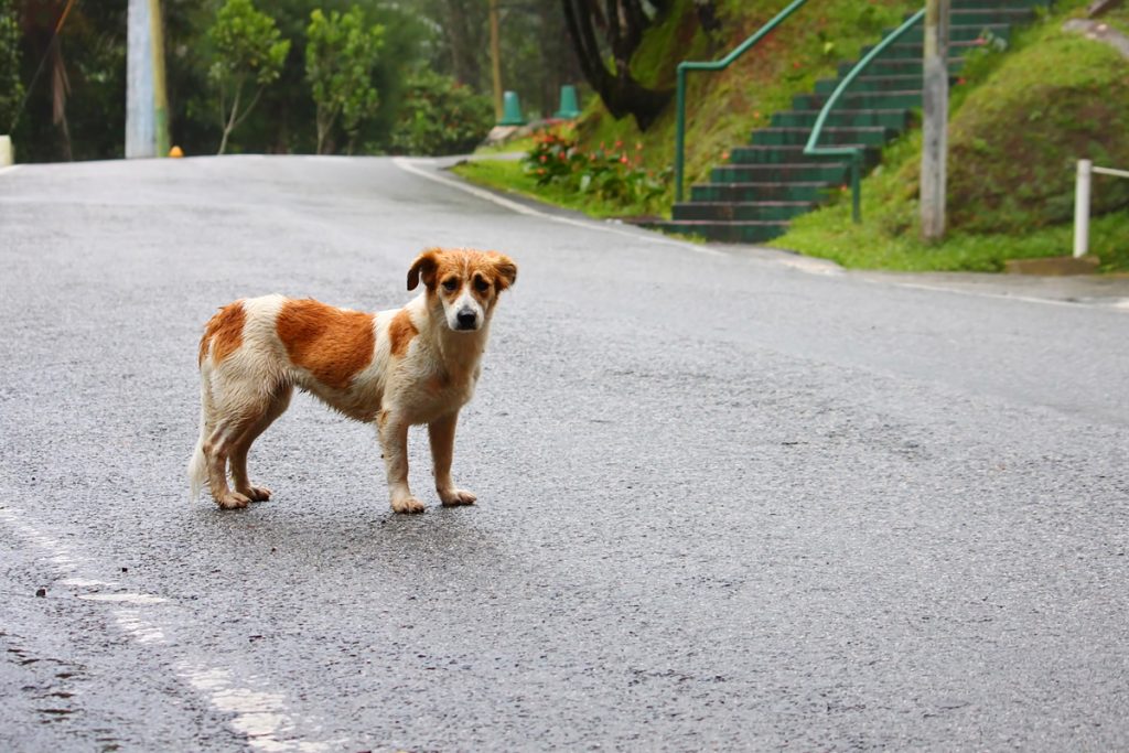 Cómo encontrar un perro perdido
