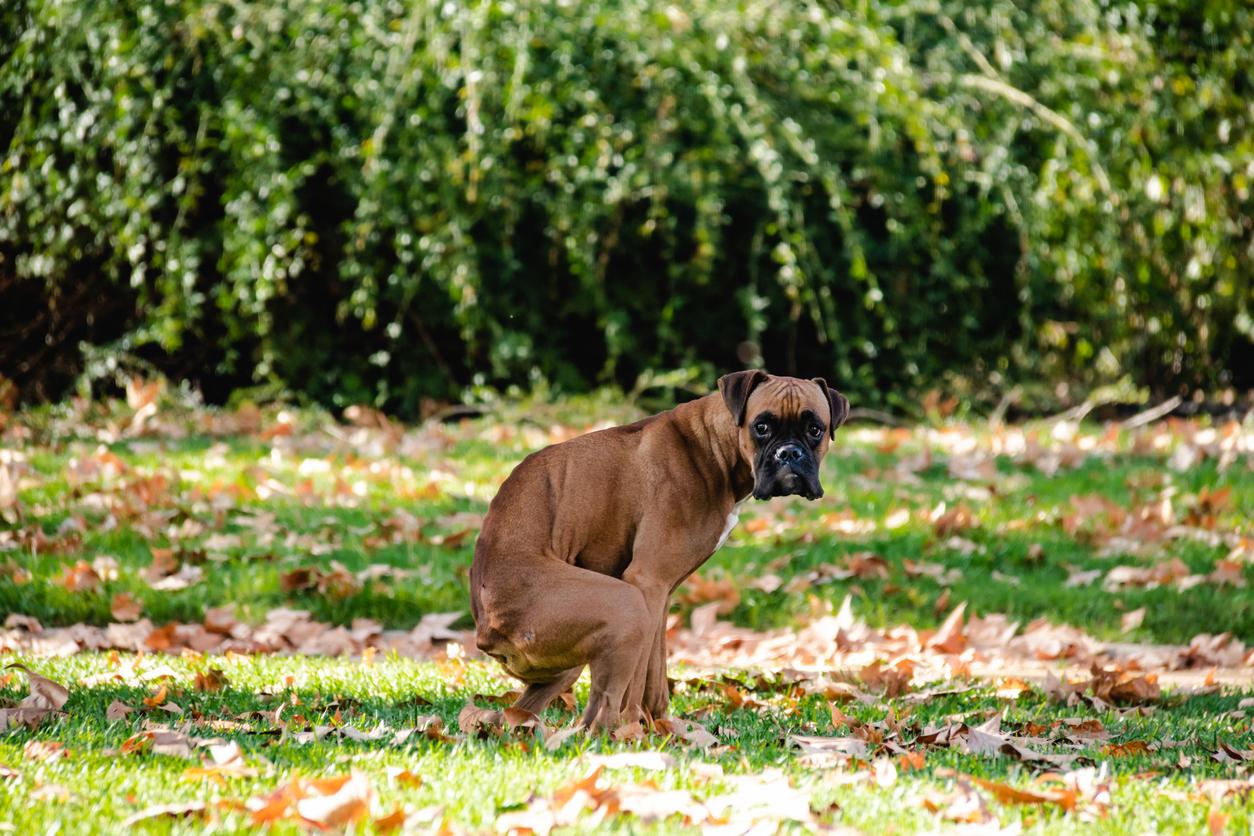 cómo se ven los anquilostomas en la caca de perro