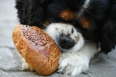 Alimentos dañinos para los perros: Qué evitar para su bienestar