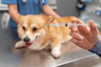 Vacunas esenciales para perros