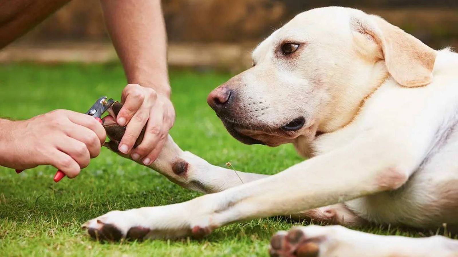 Uña encarnada en perros