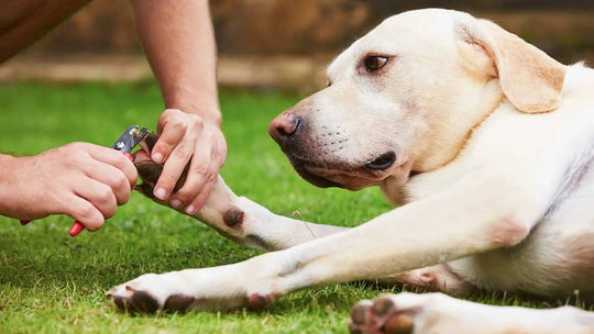 Uña encarnada en perros