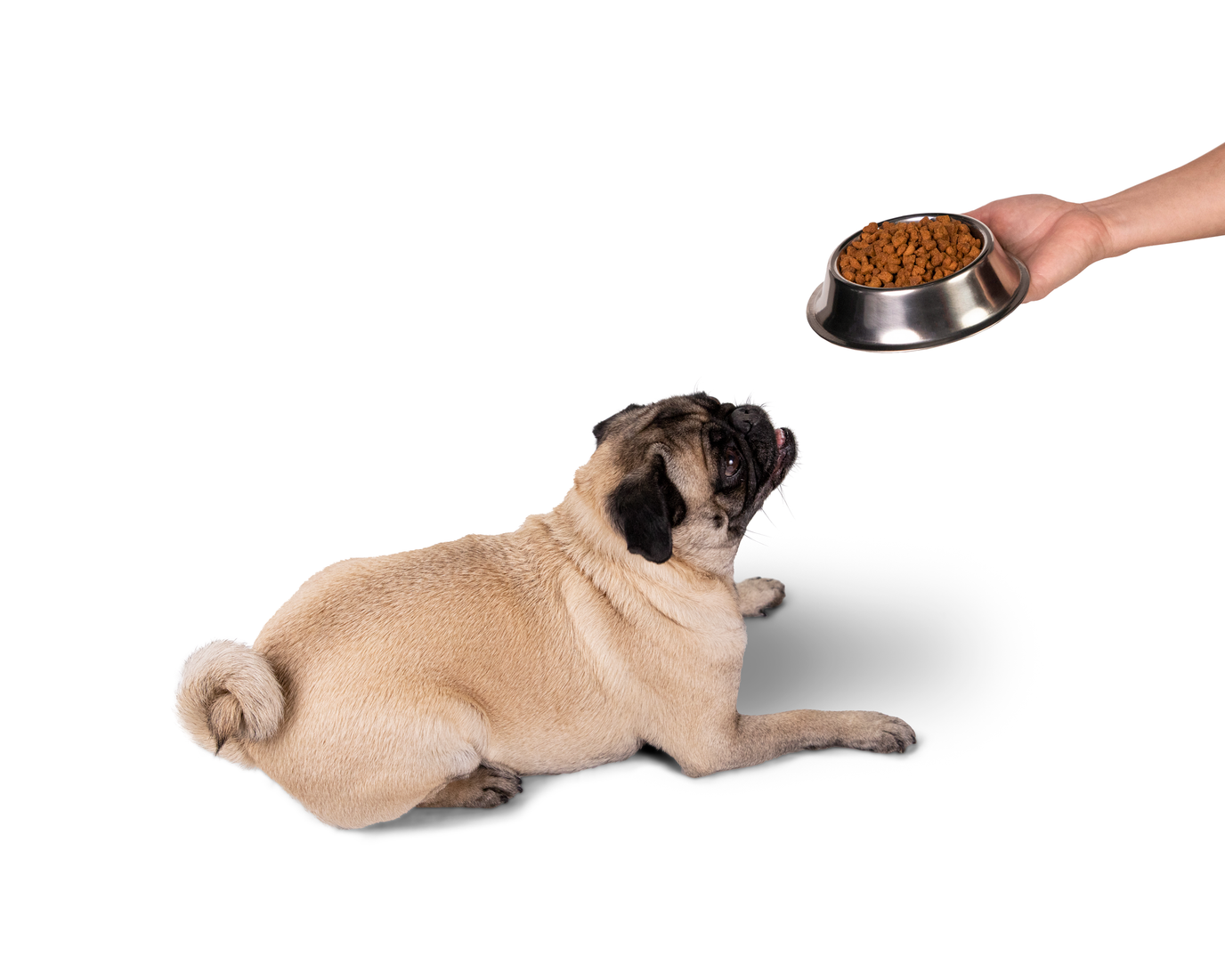Alimento para perros; Desmitificando mitos.