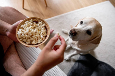 ¿Mi perro puede comer palomitas de maíz?