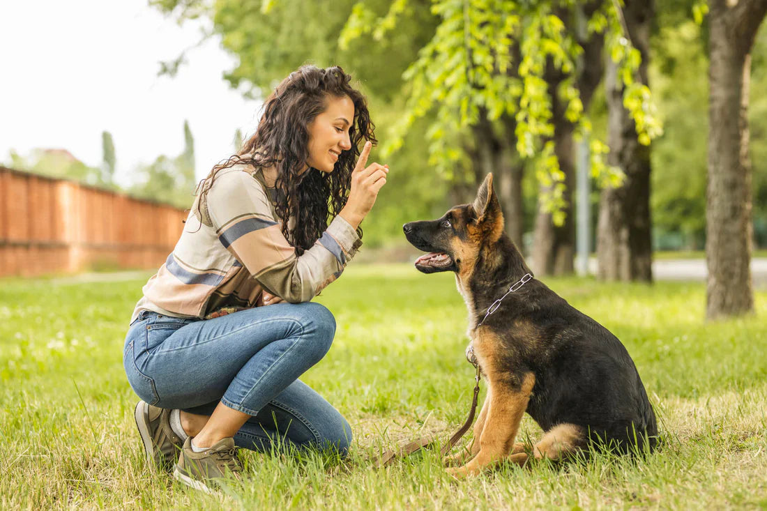 ¿Qué es la regresión en el adiestramiento de cachorros?