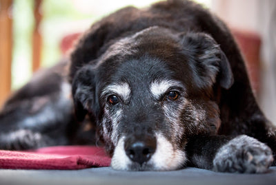 ¿Qué es la demencia canina?