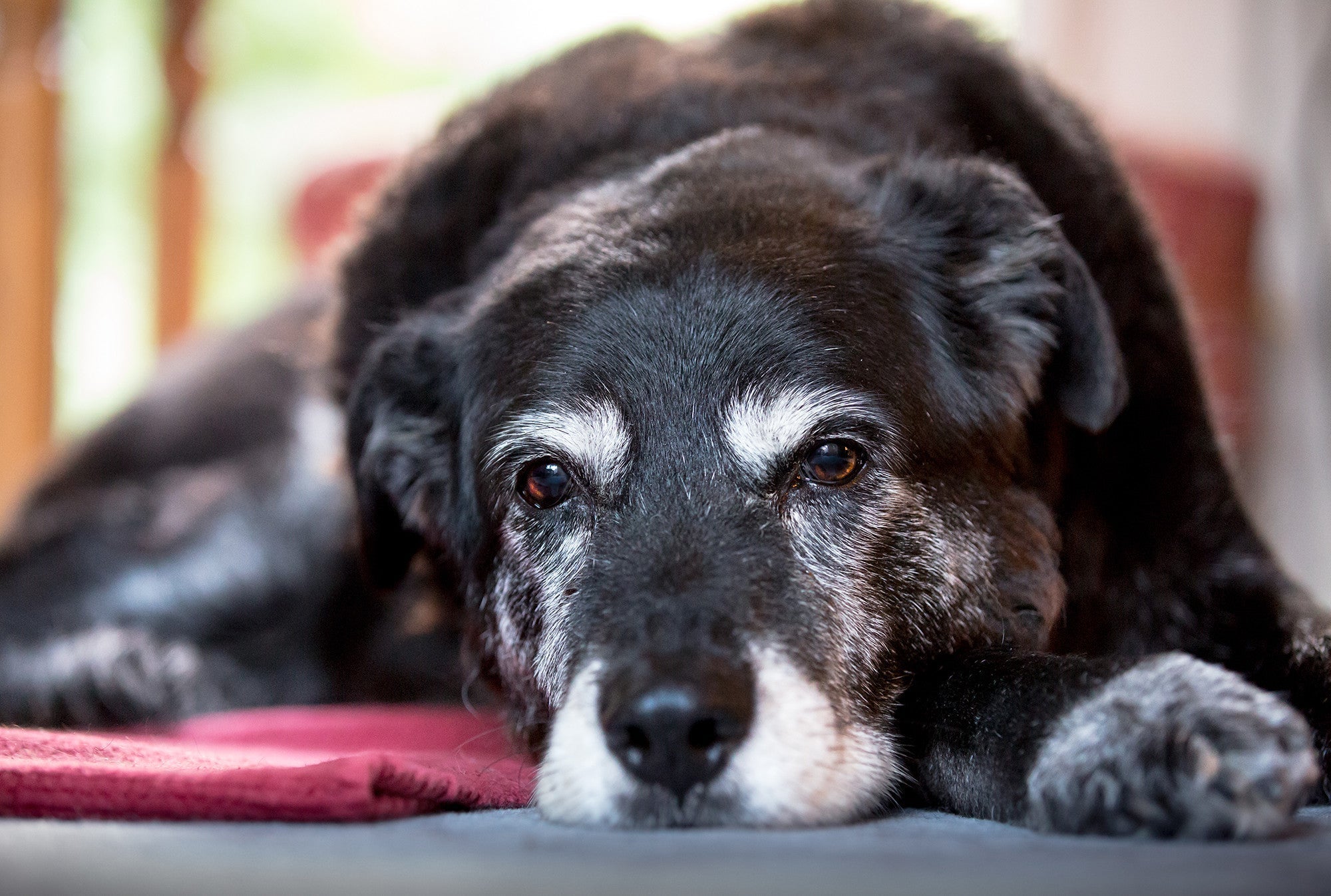 ¿Qué es la demencia canina?