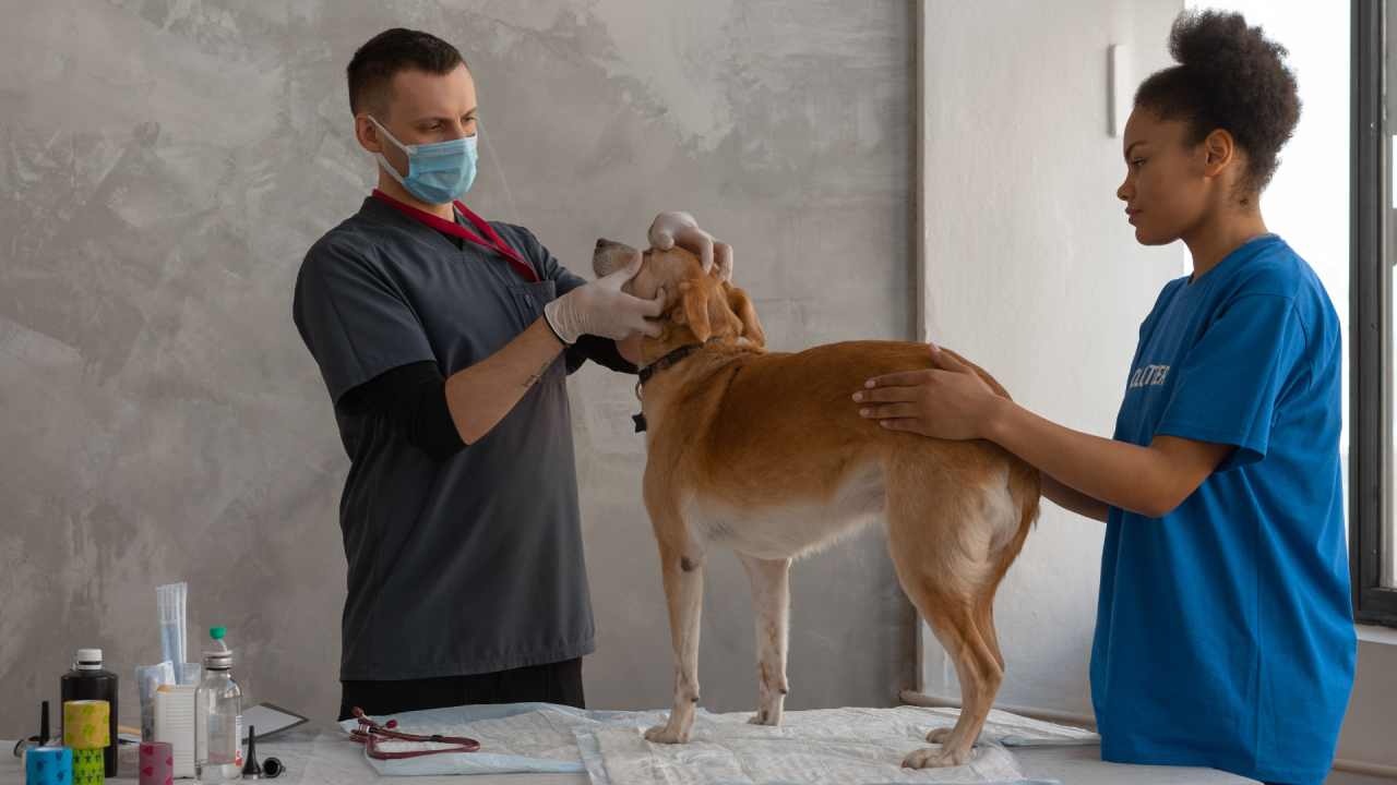 Seguro médico para mascotas: lo que todo dueño de mascota debe saber