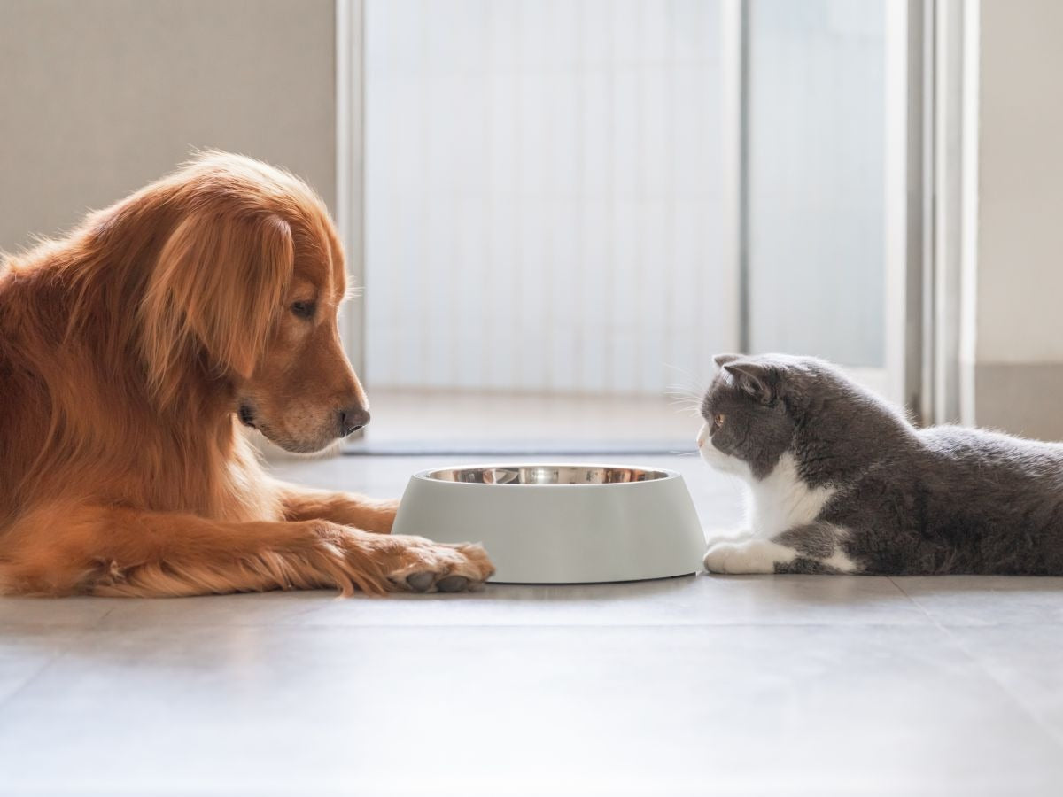 ¿Por qué perros y gatos no deben compartir comida?