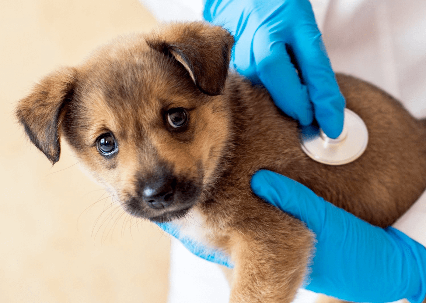 Lo que debes saber sobre el parvovirus en perros