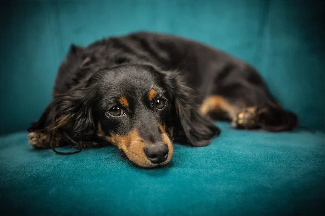 ¿Tu cachorro está estresado?