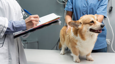 ¿Cómo saber si tu perro necesita una dieta especial?