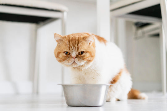 ¿Por qué mi gato es tan especial para comer? Guía para michis con paladar exigente.