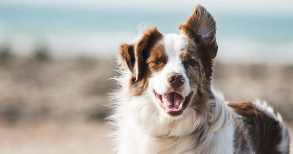 ¿Se pueden usar aceites esenciales para controlar las pulgas?