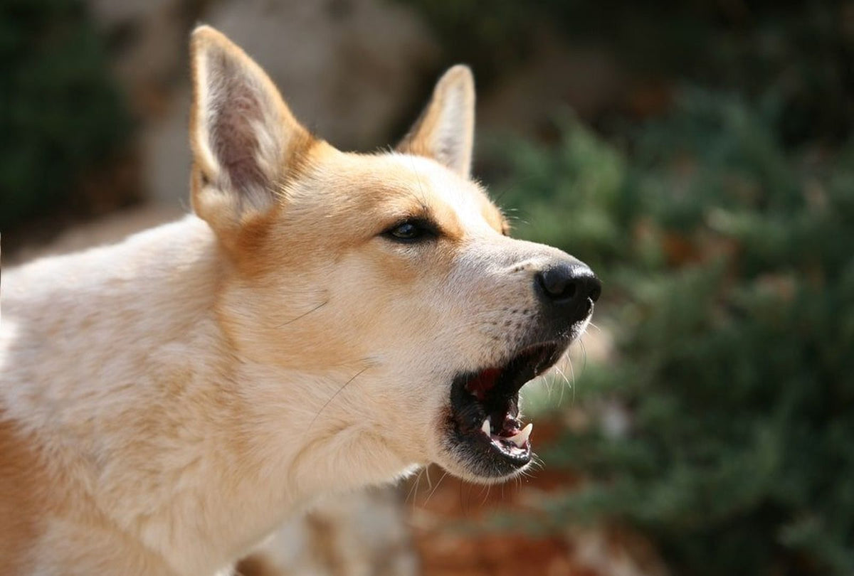 Comprender el lenguaje corporal de los perros mayores