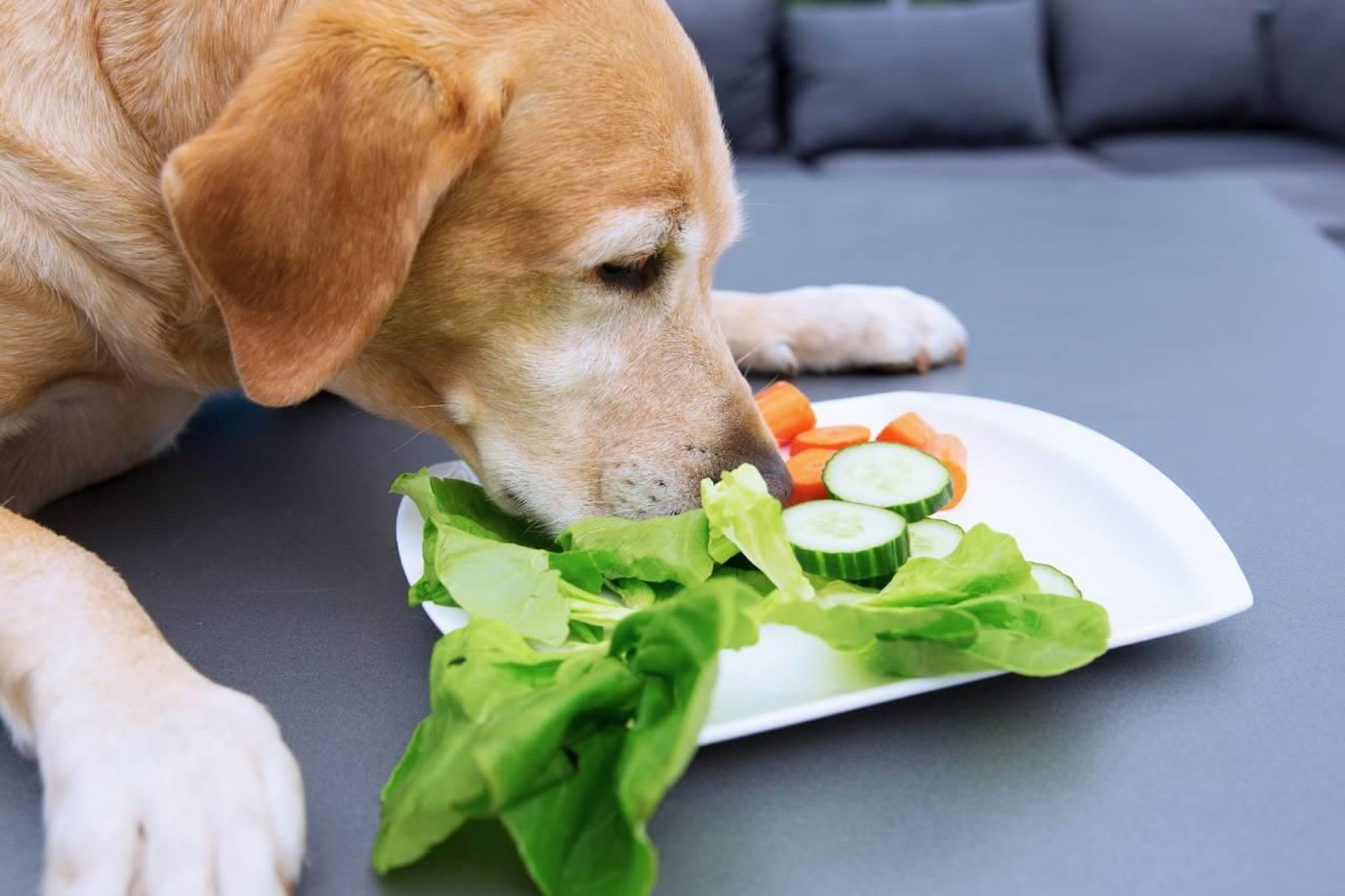 ¿Mi perro puede comer pepino?