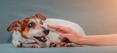 ¿Cómo calmar a mi perro ansioso?