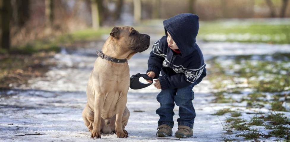 ¿Mi perro puede convivir con niños?