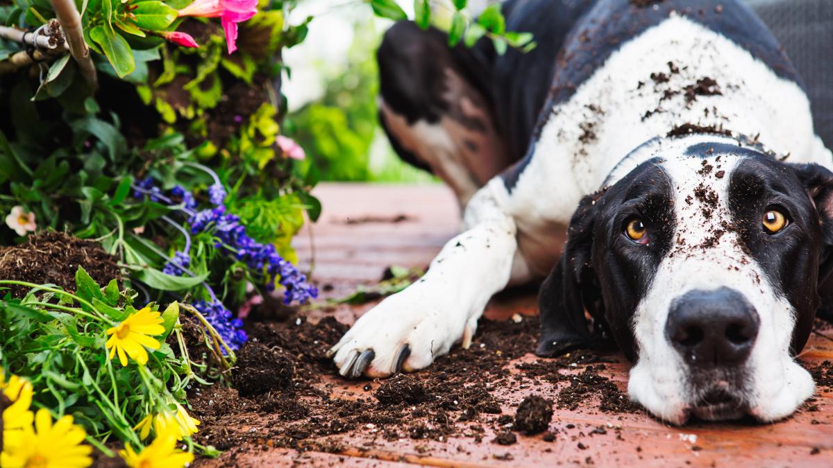 ¿Por qué los perros comen tierra?