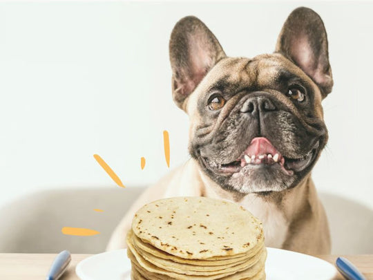 ¿Los perros pueden comer tortillas?