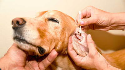 ¿Crees que tu perro tiene una infección de oído?