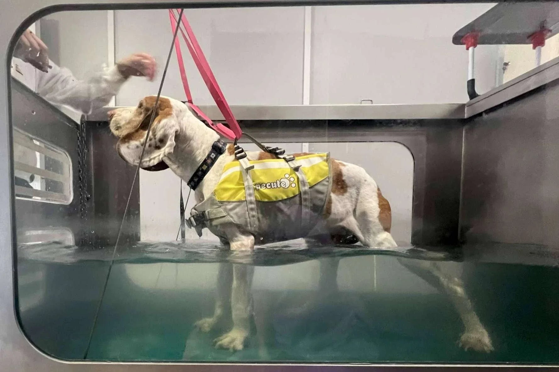 Hidroterapia para perros