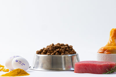 ¡Tu perro sí puede comer huevo!