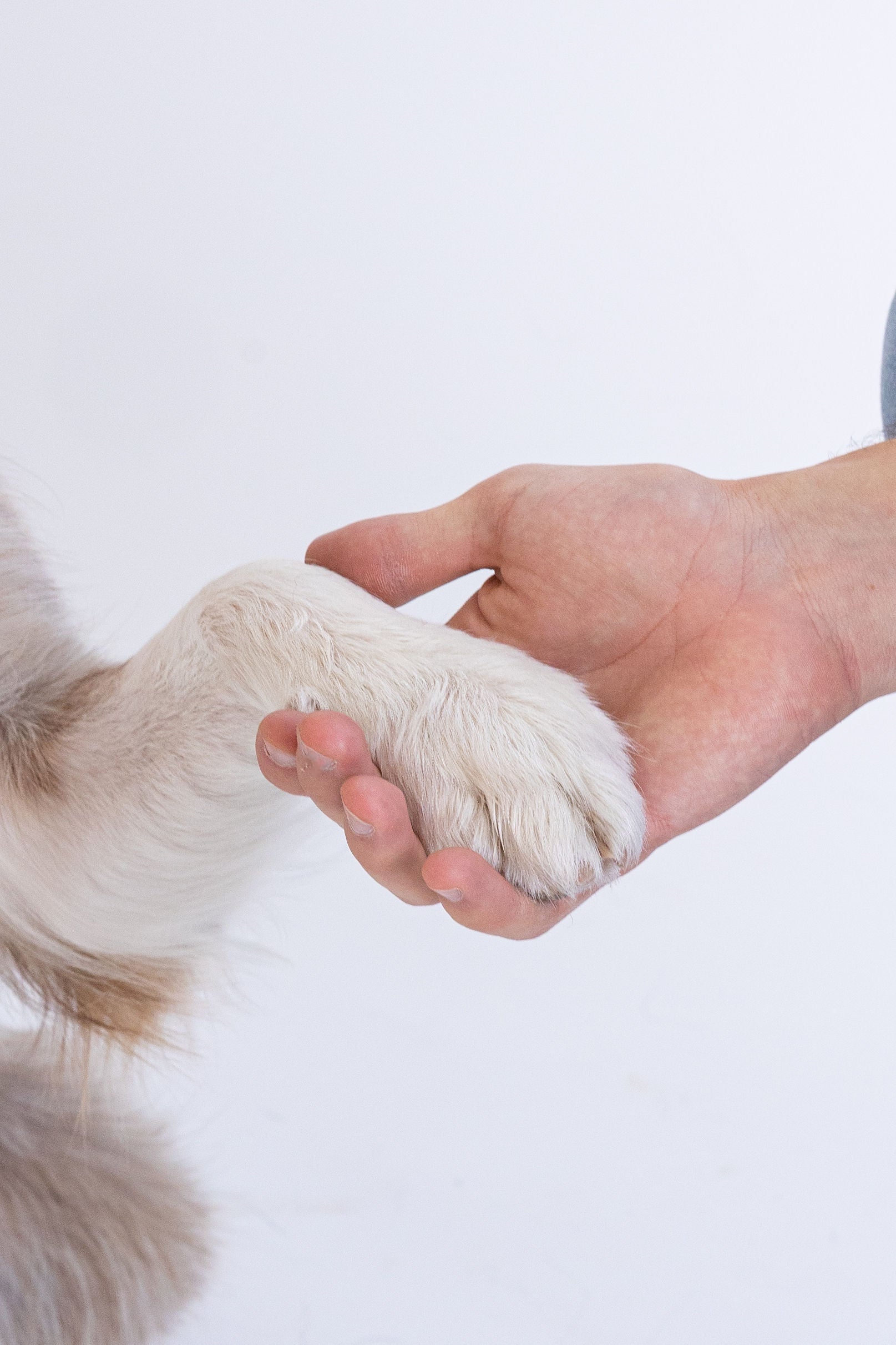 Beneficios al entrenar a tu cachorro