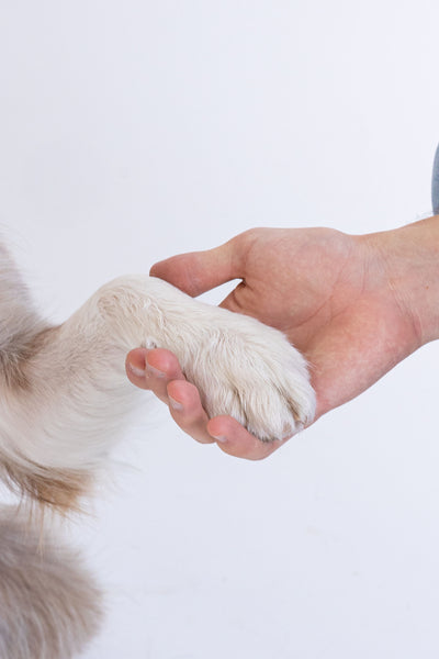 Beneficios al entrenar a tu cachorro