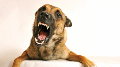 ¿Qué es la agresividad canina?