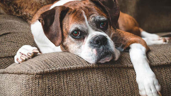 ¿Qué es la artritis en los perros?