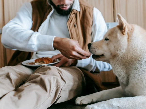 ¿Los perros pueden comer tocino?