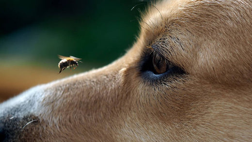 Qué hacer si a mi perro le pica una abeja