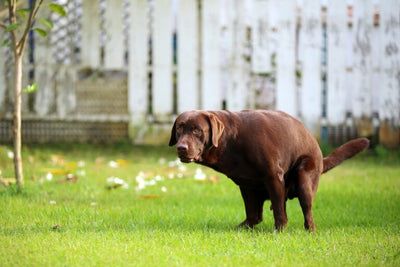¡Recoge la popó de tu perro!
