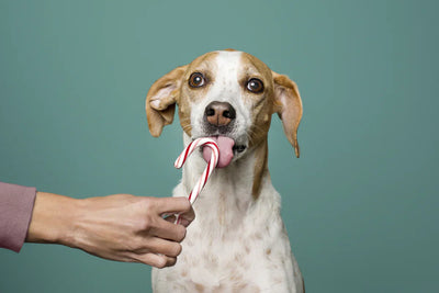 ¿Mi perro puede comer dulces?