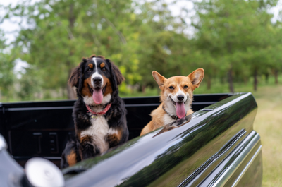 ¿Qué es el golpe de calor en perros?