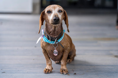 ¿Cómo puedo ayudar a mi perro a envejecer saludablemente?