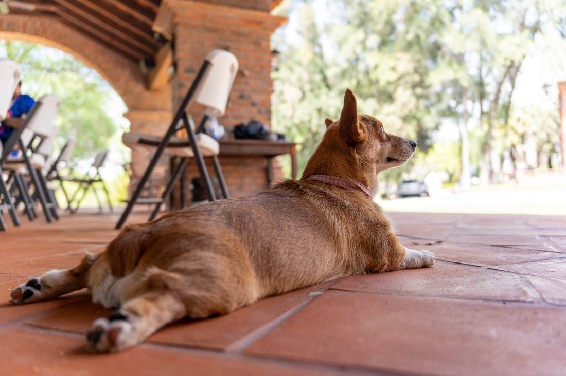 Beneficios de un tapete para lamer