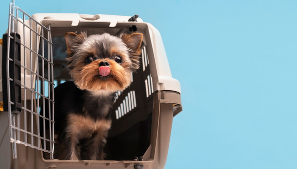 Cómo viajar con un perro en avión