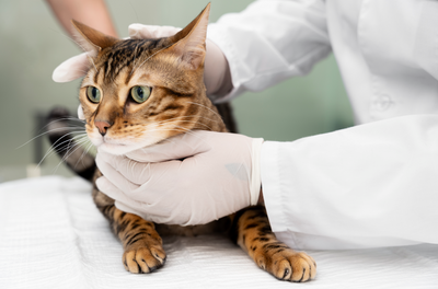 ¿Cómo saber si mi gato está enfermo? síntomas y señales de alerta