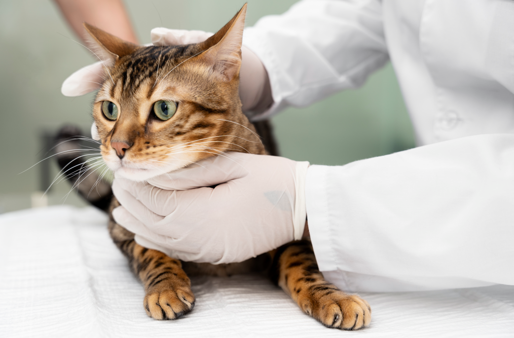 Bolas de pelo en gatos: por qué se forman y cómo reducirlas