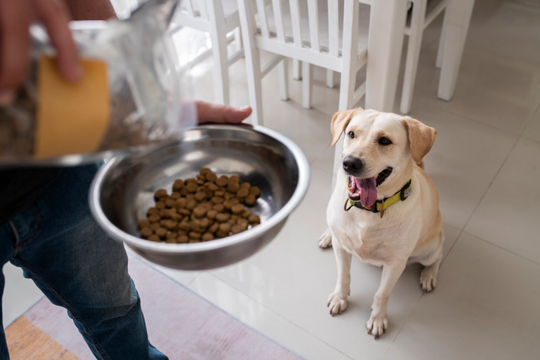 Guía nutricional para perros de razas medianas y grandes: por qué no todas las croquetas valen