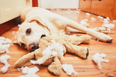 Problemas de conducta en perros